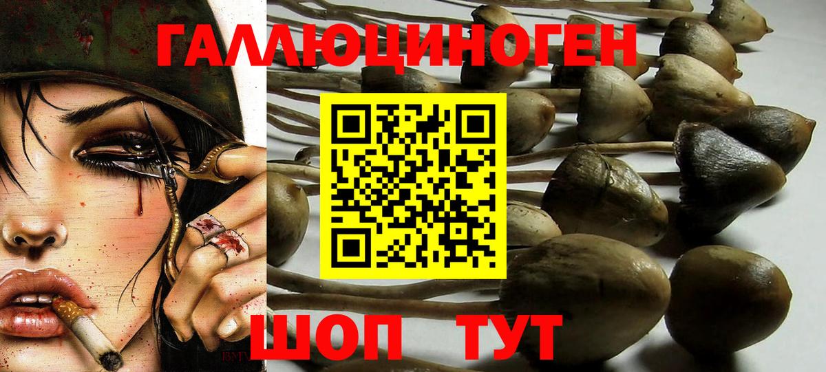 Псилоцибиновые грибы Psilocybine cubensis Арсеньев
